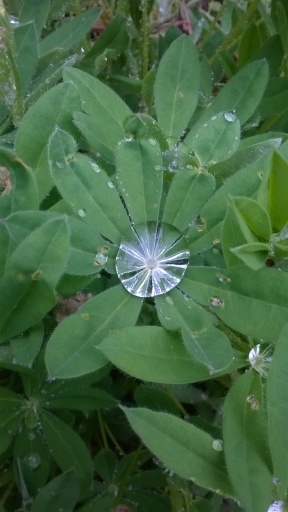 The morning dew on an Arctic Lupine