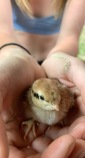 Baby Grouse